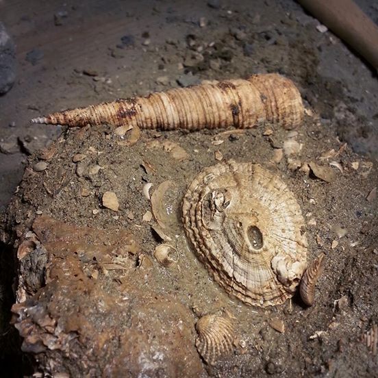 Classificazione: qualcuno mi pu� aiutare?